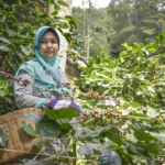 Fairtrade meluncurkan program pertanian berkelanjutan senilai €1 juta di Indonesia