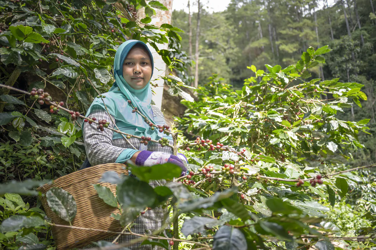 Fairtrade meluncurkan program pertanian berkelanjutan senilai €1 juta di Indonesia