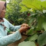Indonesia bergerak untuk mengakhiri ketidakjelasan hukum atas kratom