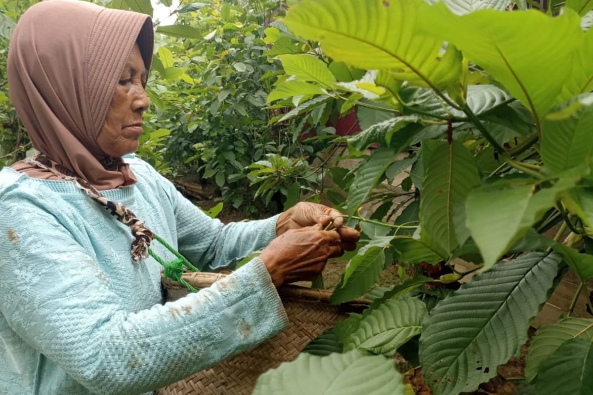 Indonesia bergerak untuk mengakhiri ketidakjelasan hukum atas kratom