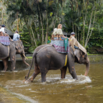 Indonesia secara resmi melarang naik gajah setelah adanya kekhawatiran terkait kesejahteraan hewan.
