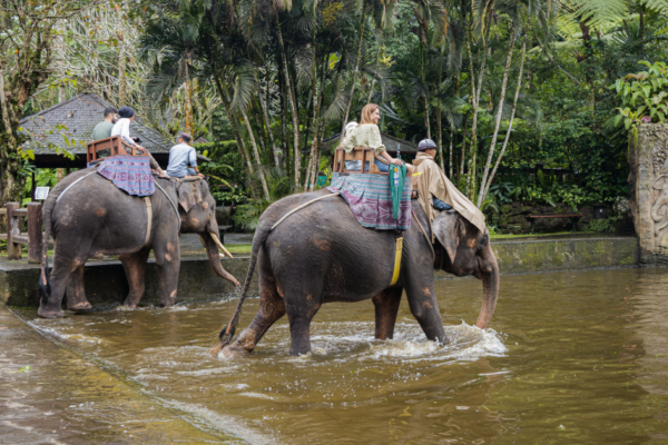 Indonesia secara resmi melarang naik gajah setelah adanya kekhawatiran terkait kesejahteraan hewan.