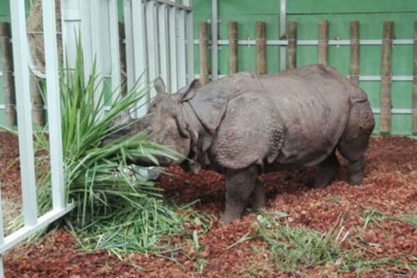 Badak dari Kebun Binatang Edinburgh terbang ke Indonesia untuk mencari pasangan.