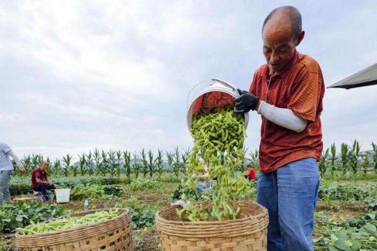 Indonesia menyatakan bahwa impor produk pertanian AS dengan tarif nol tidak akan merugikan industri lokal.
