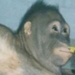 Orangutan dicukur, dirias, dan dipaksa menjadi pelacur untuk pria selama enam tahun.