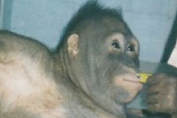 Orangutan dicukur, dirias, dan dipaksa menjadi pelacur untuk pria selama enam tahun.