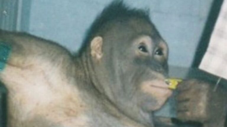 Orangutan dicukur, dirias, dan dipaksa menjadi pelacur untuk pria selama enam tahun.