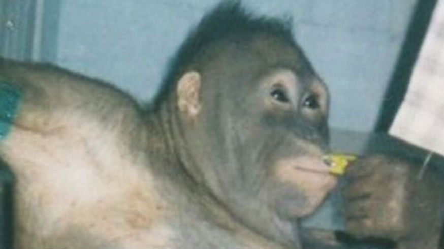 Orangutan dicukur, dirias, dan dipaksa menjadi pelacur untuk pria selama enam tahun.