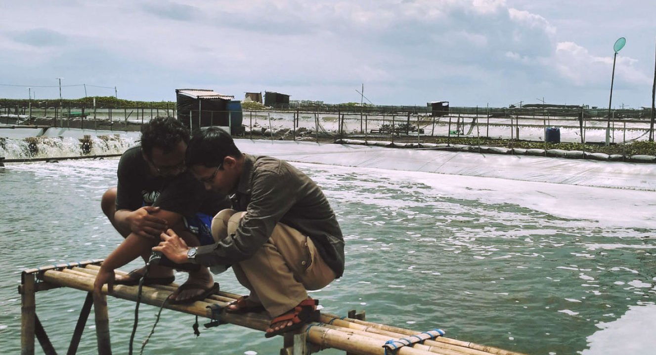 Perselisihan ekspor udang Indonesia ke AS menyembunyikan peningkatan produktivitas pertanian pada tahun 2025, menurut laporan.