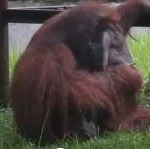 Video orangutan yang sedang merokok kembali membuat kebun binatang itu berada dalam masalah
