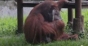 Video orangutan yang sedang merokok kembali membuat kebun binatang itu berada dalam masalah