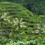 Pasokan Pangan Indonesia Tetap Kuat Meskipun Ada Tekanan Global