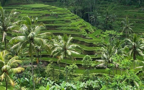 Pasokan Pangan Indonesia Tetap Kuat Meskipun Ada Tekanan Global