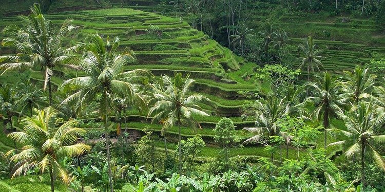 Pasokan Pangan Indonesia Tetap Kuat Meskipun Ada Tekanan Global