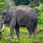 Peneliti Universitas IPB: Sumatra Mengalami Kerusakan Keanekaragaman Hayati Terparah di Indonesia