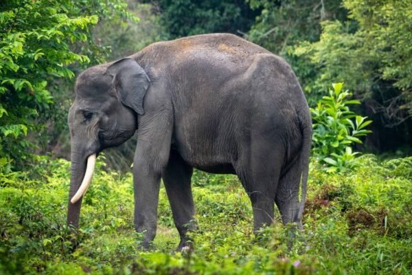 Peneliti Universitas IPB: Sumatra Mengalami Kerusakan Keanekaragaman Hayati Terparah di Indonesia