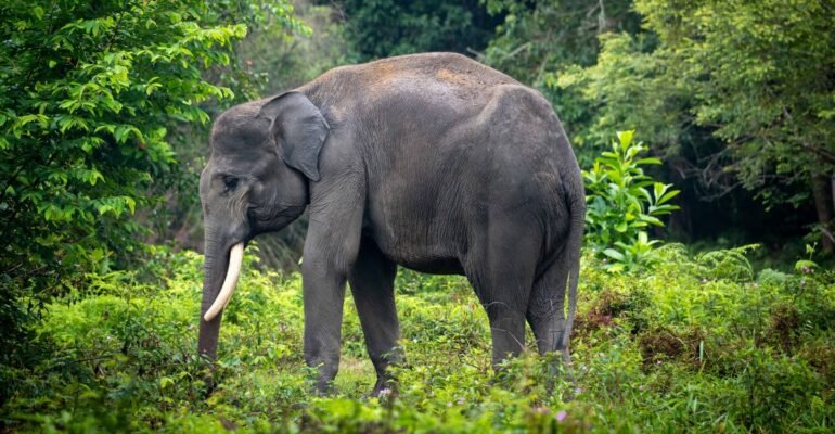 Peneliti Universitas IPB: Sumatra Mengalami Kerusakan Keanekaragaman Hayati Terparah di Indonesia