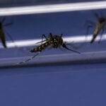 Pengendalian demam berdarah: uji coba selama tiga tahun di Indonesia menunjukkan hasil yang menjanjikan