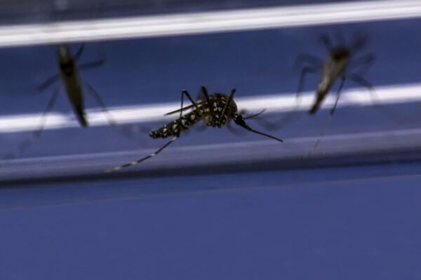 Pengendalian demam berdarah: uji coba selama tiga tahun di Indonesia menunjukkan hasil yang menjanjikan