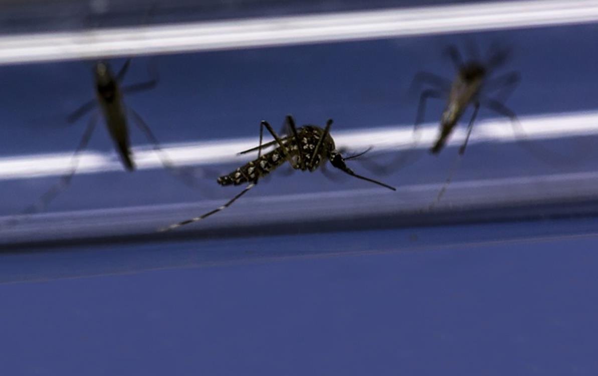 Pengendalian demam berdarah: uji coba selama tiga tahun di Indonesia menunjukkan hasil yang menjanjikan