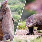 Pertarungan komodo terekam kamera