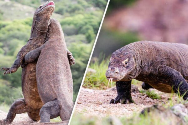 Pertarungan komodo terekam kamera