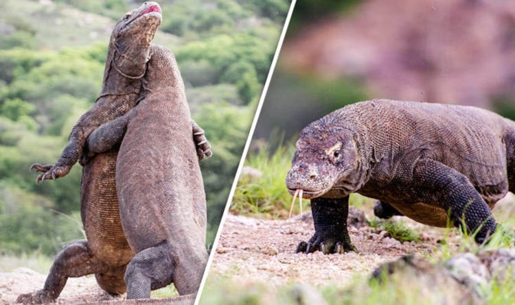 Pertarungan komodo terekam kamera
