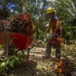 Proses hilirisasi menjadi pendorong pertumbuhan ekspor minyak sawit Indonesia: kata menteri