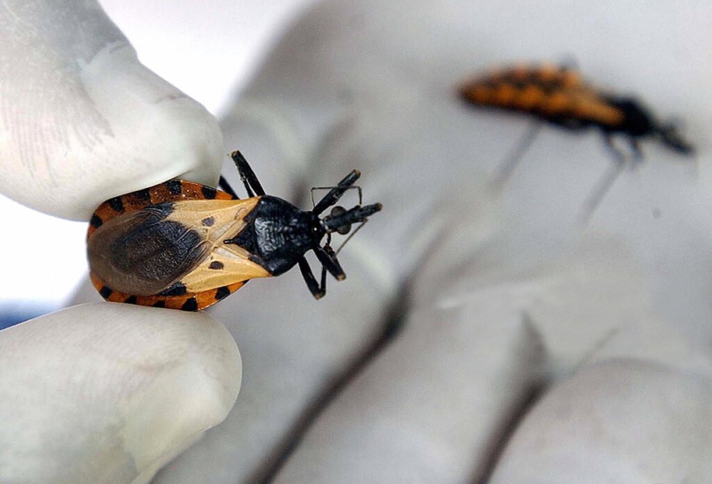 Penyakit Chagas (juga dikenal sebagai tripanosomiasis Amerika)