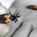 Penyakit Chagas (juga dikenal sebagai tripanosomiasis Amerika)