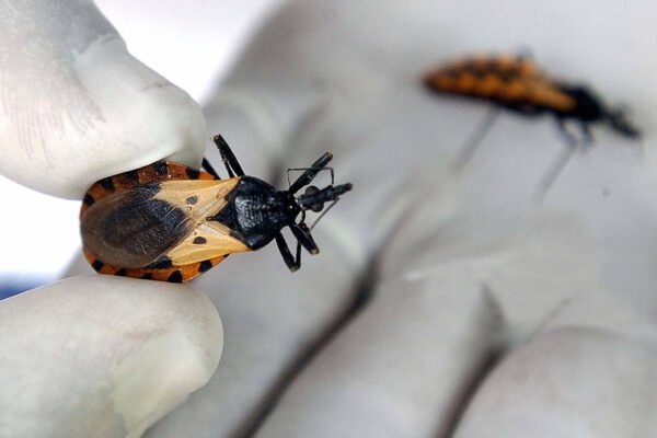 Penyakit Chagas (juga dikenal sebagai tripanosomiasis Amerika)