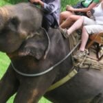 Kebun Binatang Bali, Indonesia, melarang wisatawan menunggang gajah di tengah meningkatnya tekanan dari kelompok-kelompok pembela hak hewan