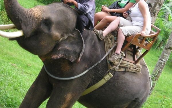 Kebun Binatang Bali, Indonesia, melarang wisatawan menunggang gajah di tengah meningkatnya tekanan dari kelompok-kelompok pembela hak hewan