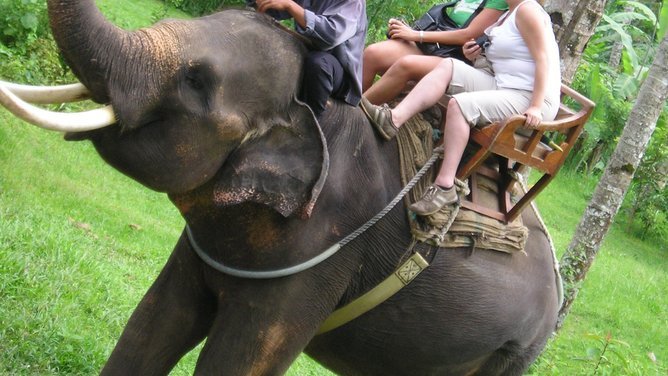 Kebun Binatang Bali, Indonesia, melarang wisatawan menunggang gajah di tengah meningkatnya tekanan dari kelompok-kelompok pembela hak hewan